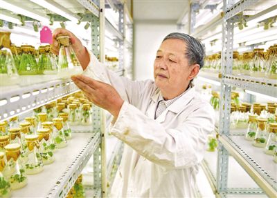 專注雜交油菜育種60余年的傅廷棟院士--“搞農業的就要多下田”
